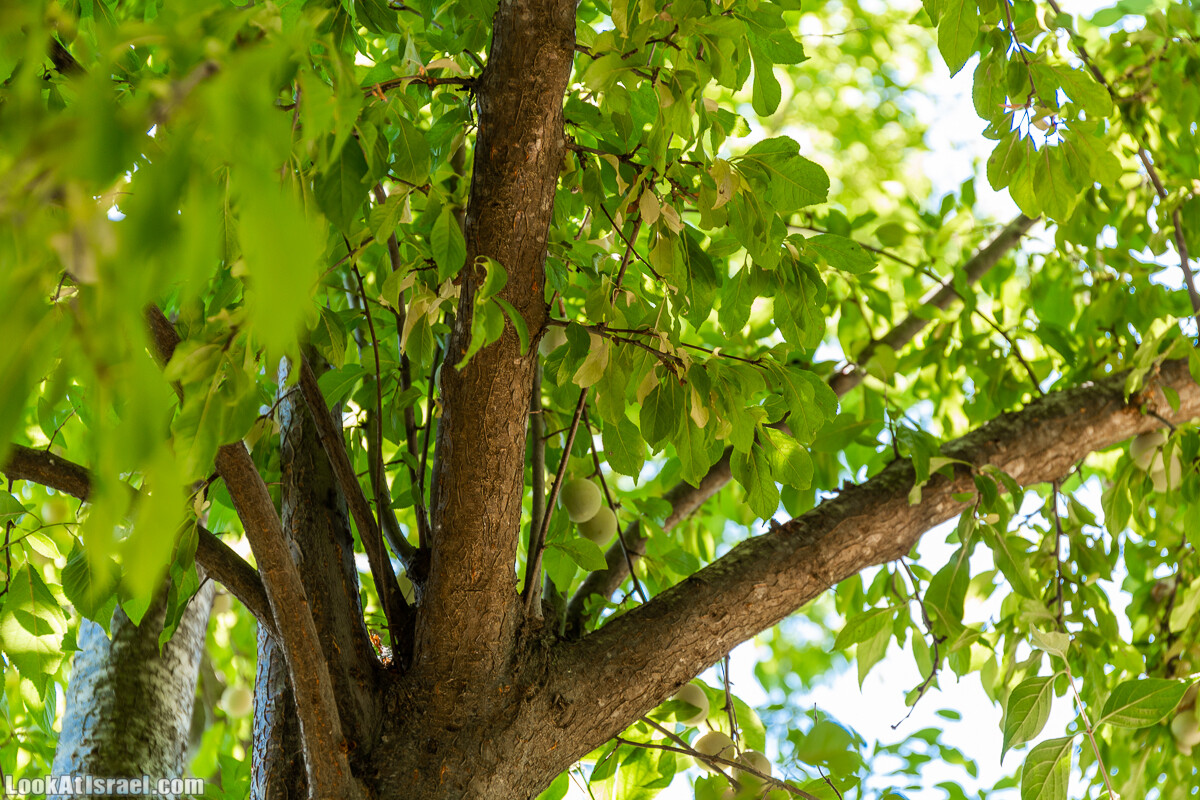  Ботанический сад Иерусалима, лето | קיץ בגן הבוטני ירושלים | LookAtIsrael.com - Фото путешествия по Израилю