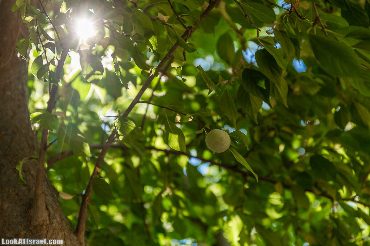  Ботанический сад Иерусалима, лето | קיץ בגן הבוטני ירושלים | LookAtIsrael.com - Фото путешествия по Израилю