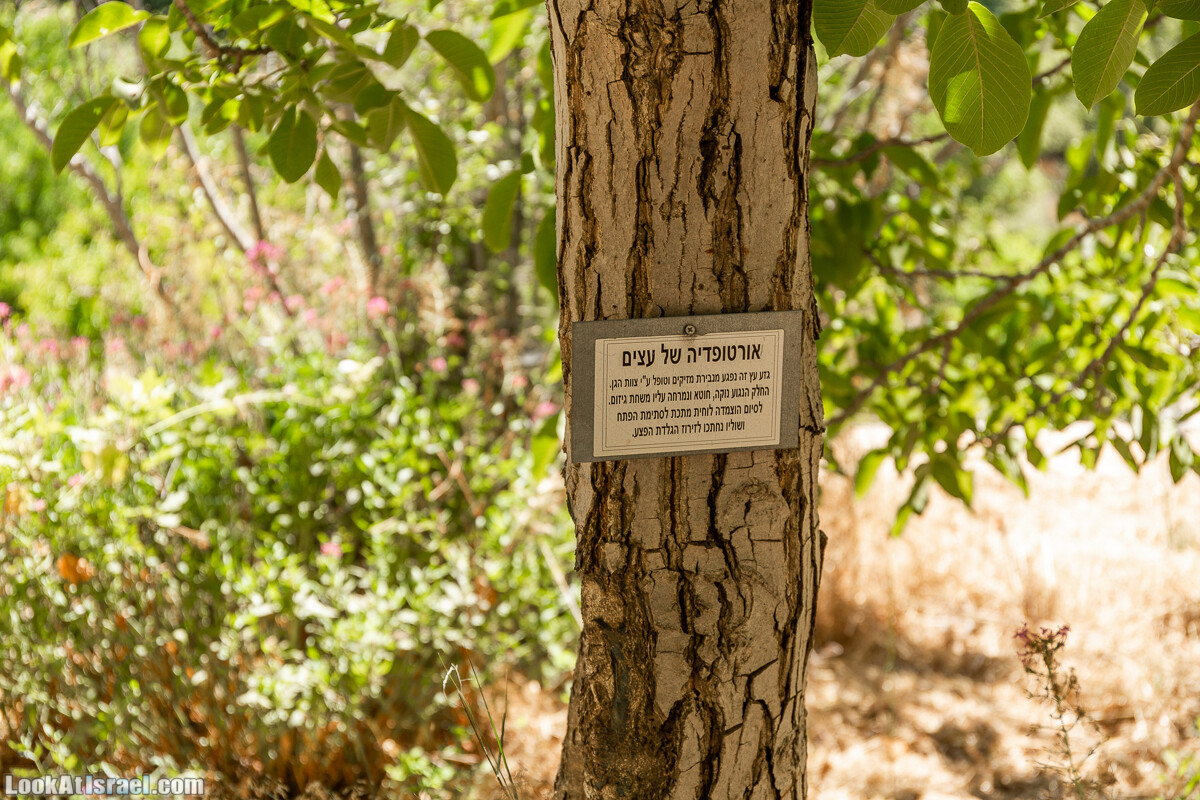  Ботанический сад Иерусалима, лето | קיץ בגן הבוטני ירושלים | LookAtIsrael.com - Фото путешествия по Израилю