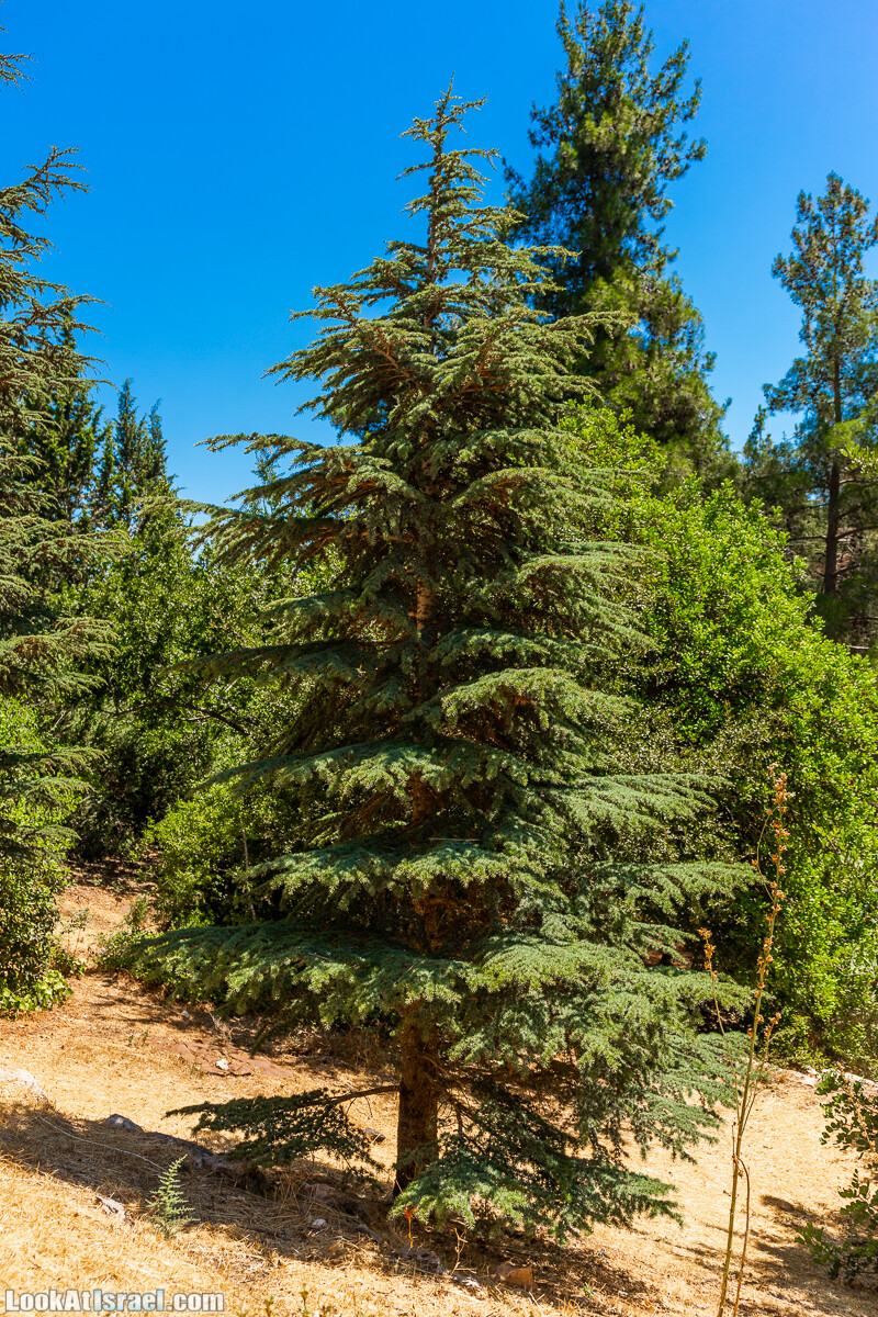  Ботанический сад Иерусалима, лето | קיץ בגן הבוטני ירושלים | LookAtIsrael.com - Фото путешествия по Израилю