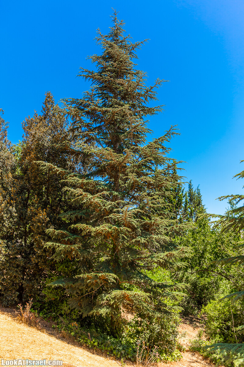  Ботанический сад Иерусалима, лето | קיץ בגן הבוטני ירושלים | LookAtIsrael.com - Фото путешествия по Израилю