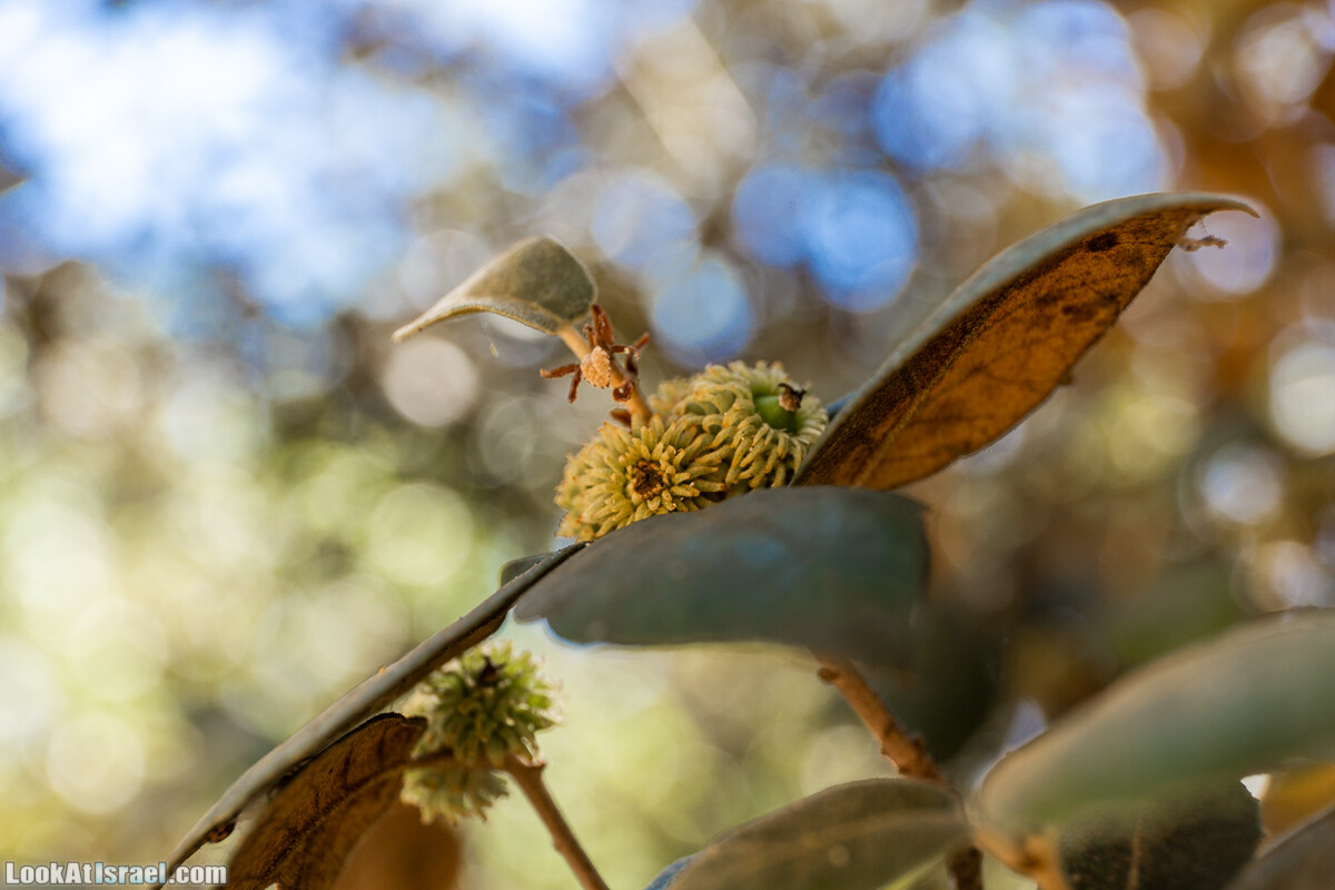 Ботанический сад Иерусалима, лето | קיץ בגן הבוטני ירושלים | LookAtIsrael.com - Фото путешествия по Израилю