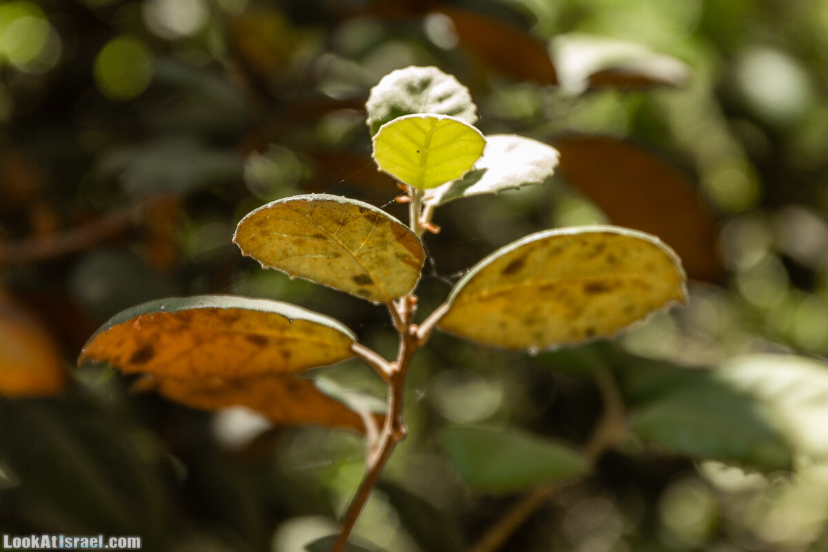  Ботанический сад Иерусалима, лето | קיץ בגן הבוטני ירושלים | LookAtIsrael.com - Фото путешествия по Израилю