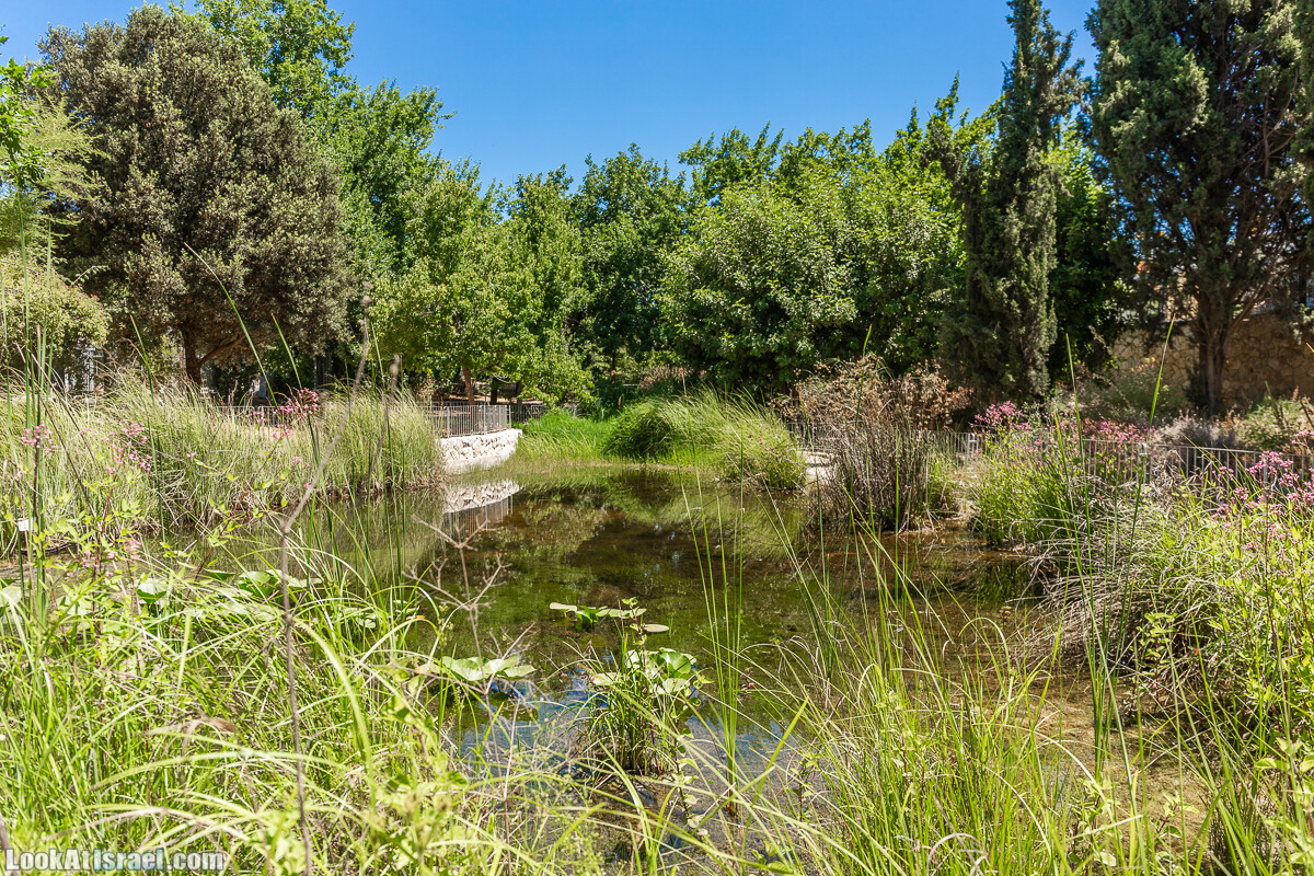  Ботанический сад Иерусалима, лето | קיץ בגן הבוטני ירושלים | LookAtIsrael.com - Фото путешествия по Израилю