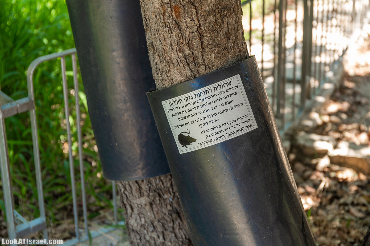  Ботанический сад Иерусалима, лето | קיץ בגן הבוטני ירושלים | LookAtIsrael.com - Фото путешествия по Израилю