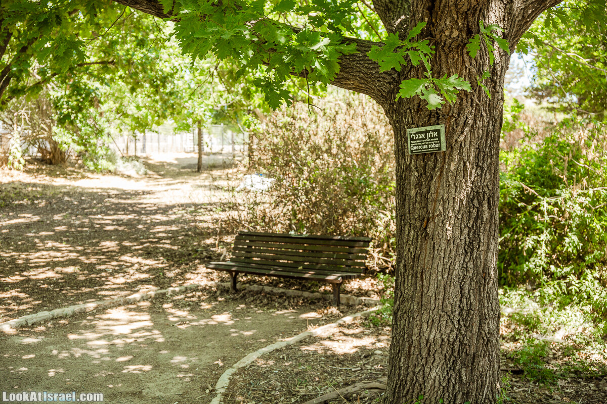  Ботанический сад Иерусалима, лето | קיץ בגן הבוטני ירושלים | LookAtIsrael.com - Фото путешествия по Израилю