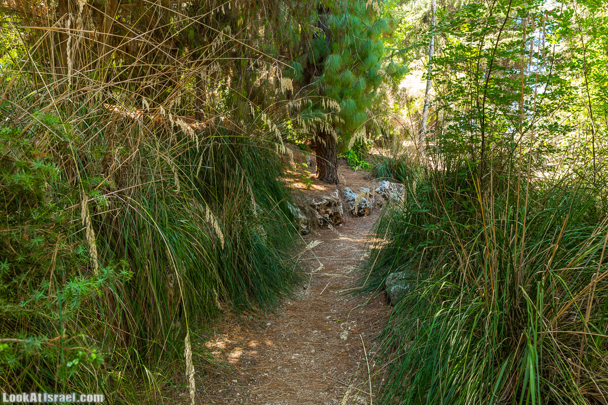  Ботанический сад Иерусалима, лето | קיץ בגן הבוטני ירושלים | LookAtIsrael.com - Фото путешествия по Израилю