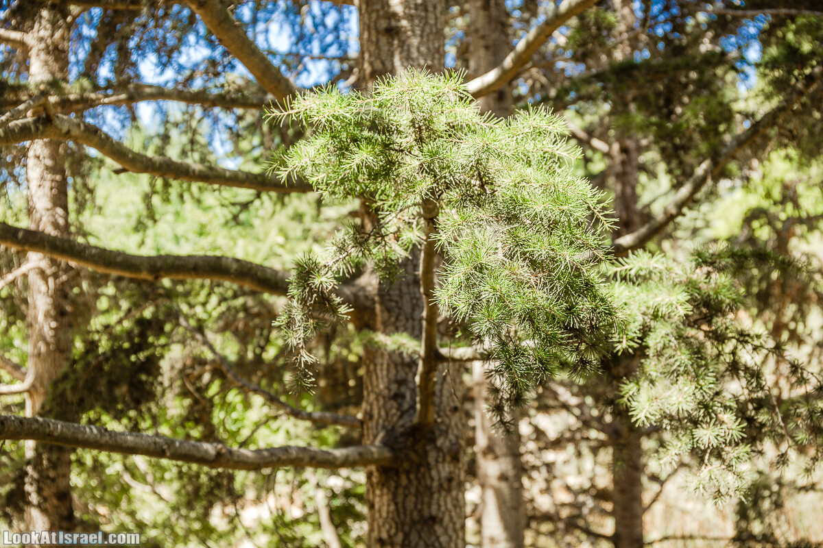  Ботанический сад Иерусалима, лето | קיץ בגן הבוטני ירושלים | LookAtIsrael.com - Фото путешествия по Израилю