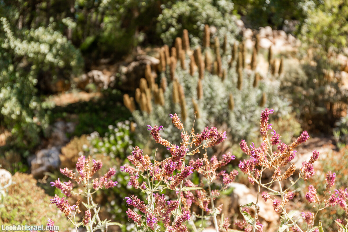  Ботанический сад Иерусалима, лето | קיץ בגן הבוטני ירושלים | LookAtIsrael.com - Фото путешествия по Израилю