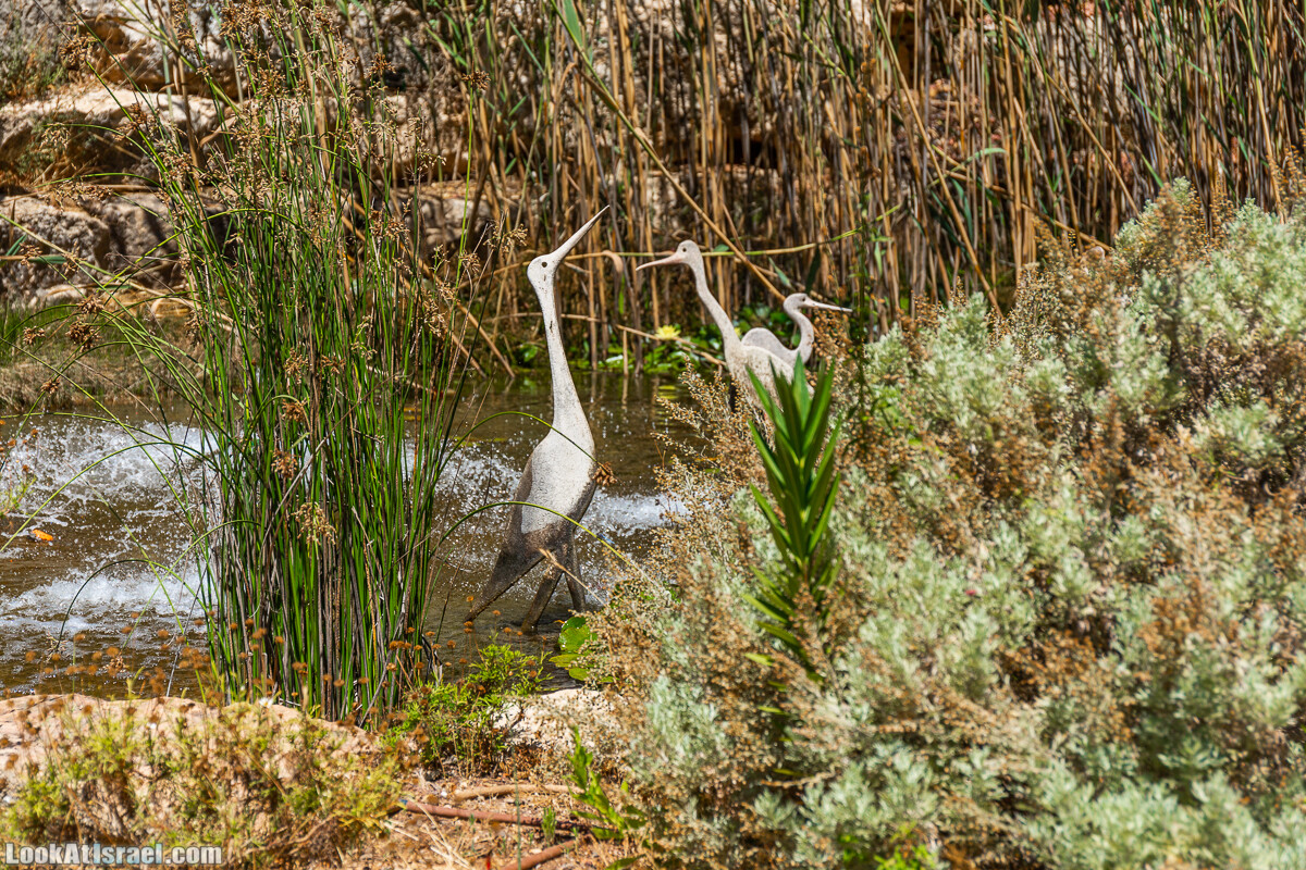  Ботанический сад Иерусалима, лето | קיץ בגן הבוטני ירושלים | LookAtIsrael.com - Фото путешествия по Израилю