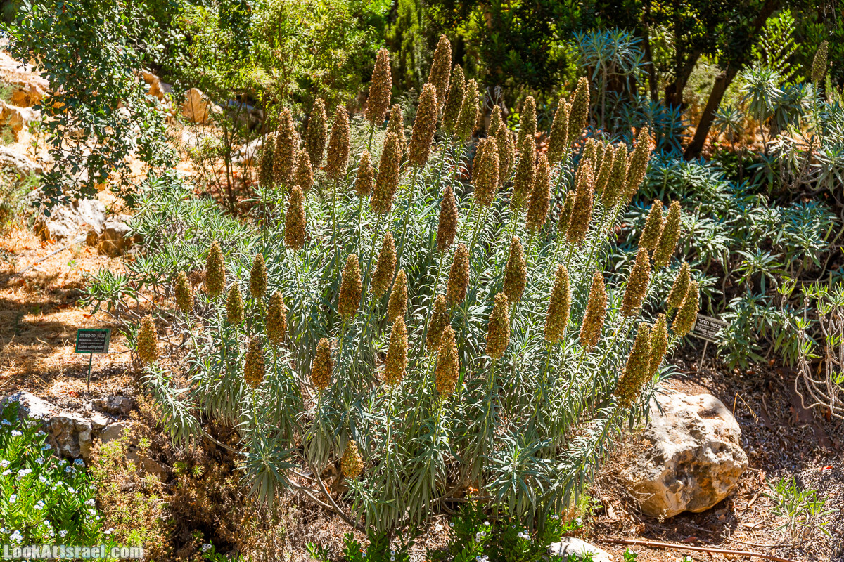  Ботанический сад Иерусалима, лето | קיץ בגן הבוטני ירושלים | LookAtIsrael.com - Фото путешествия по Израилю