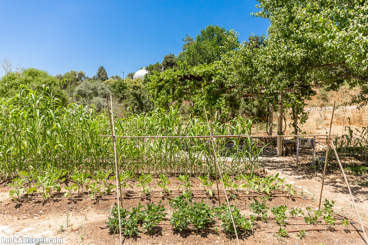  Ботанический сад Иерусалима, лето | קיץ בגן הבוטני ירושלים | LookAtIsrael.com - Фото путешествия по Израилю