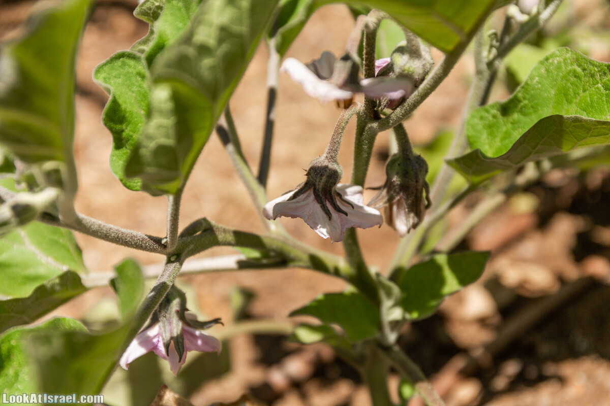  Ботанический сад Иерусалима, лето | קיץ בגן הבוטני ירושלים | LookAtIsrael.com - Фото путешествия по Израилю