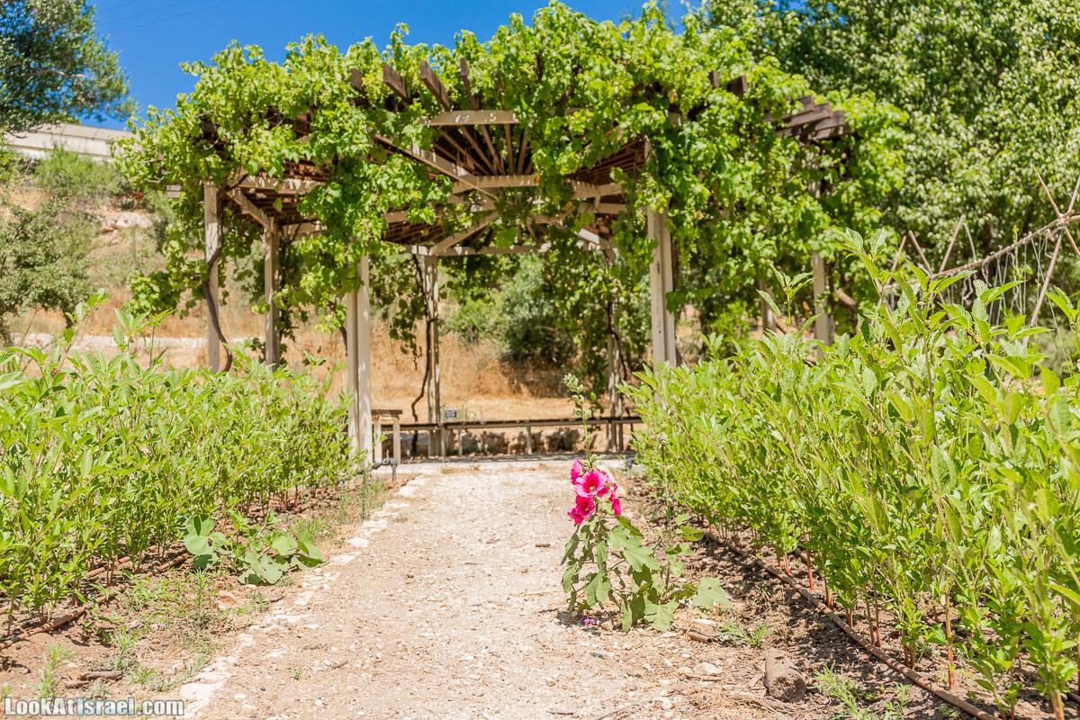  Ботанический сад Иерусалима, лето | קיץ בגן הבוטני ירושלים | LookAtIsrael.com - Фото путешествия по Израилю