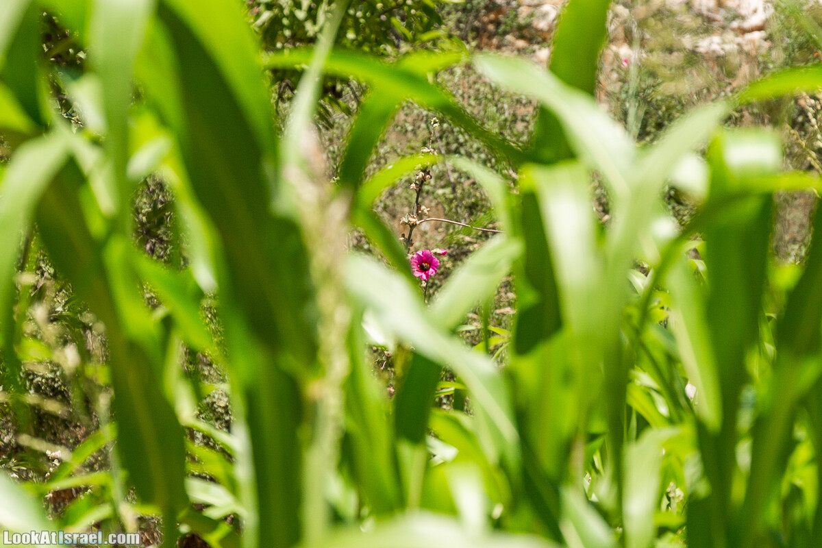  Ботанический сад Иерусалима, лето | קיץ בגן הבוטני ירושלים | LookAtIsrael.com - Фото путешествия по Израилю