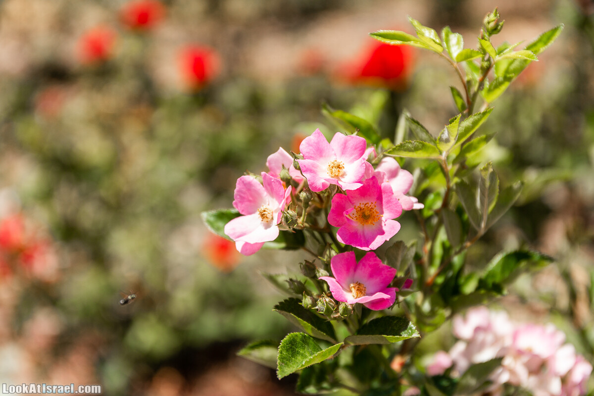  Ботанический сад Иерусалима, лето | קיץ בגן הבוטני ירושלים | LookAtIsrael.com - Фото путешествия по Израилю