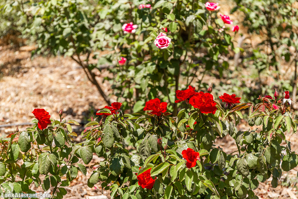  Ботанический сад Иерусалима, лето | קיץ בגן הבוטני ירושלים | LookAtIsrael.com - Фото путешествия по Израилю