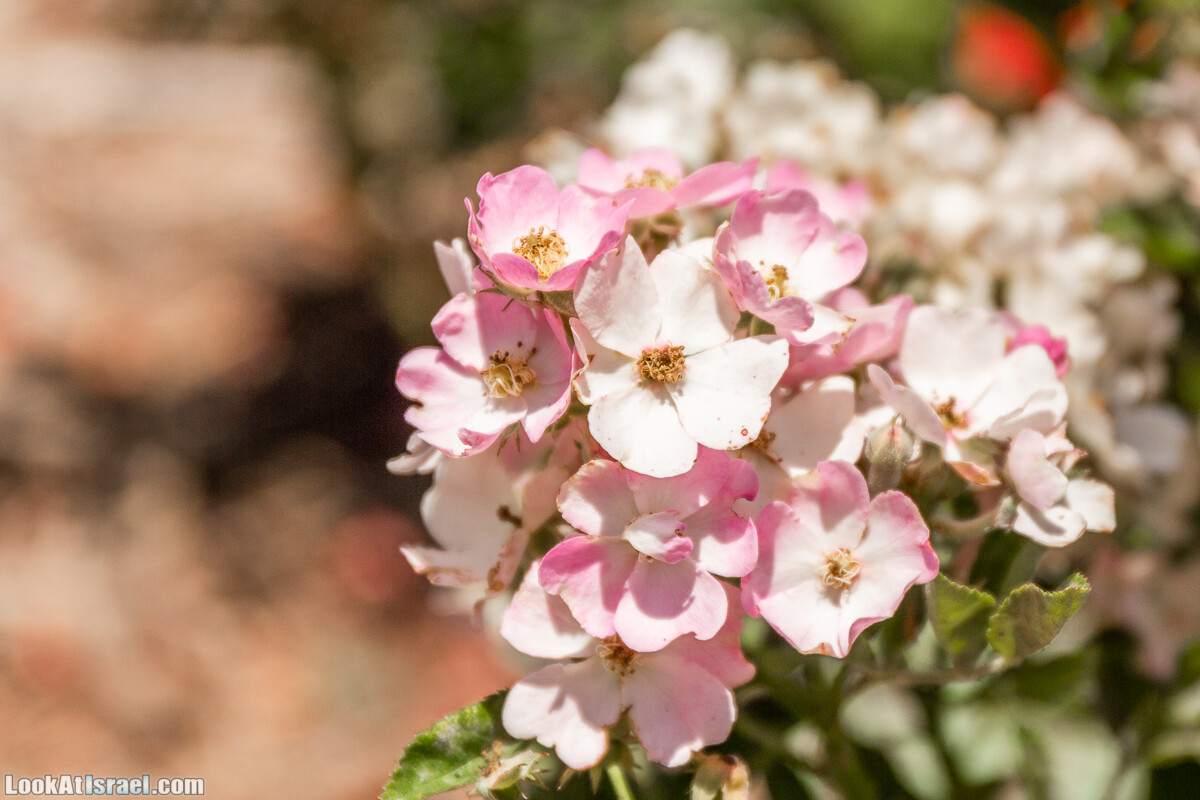 Ботанический сад Иерусалима, лето | קיץ בגן הבוטני ירושלים | LookAtIsrael.com - Фото путешествия по Израилю