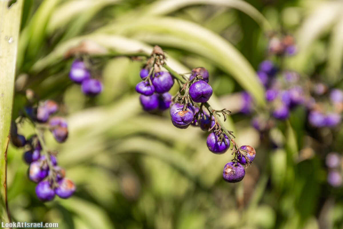  Ботанический сад Иерусалима, лето | קיץ בגן הבוטני ירושלים | LookAtIsrael.com - Фото путешествия по Израилю