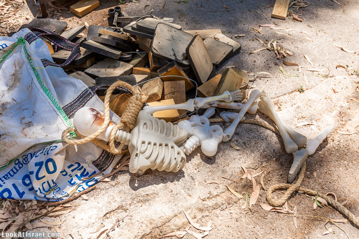  Ботанический сад Иерусалима, лето | קיץ בגן הבוטני ירושלים | LookAtIsrael.com - Фото путешествия по Израилю