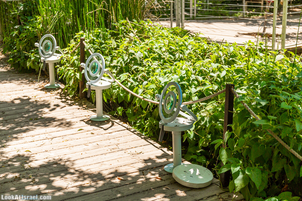  Ботанический сад Иерусалима, лето | קיץ בגן הבוטני ירושלים | LookAtIsrael.com - Фото путешествия по Израилю