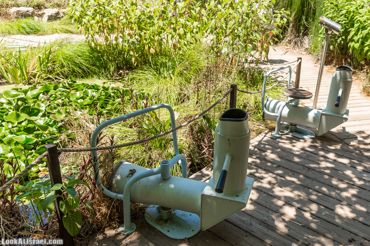  Ботанический сад Иерусалима, лето | קיץ בגן הבוטני ירושלים | LookAtIsrael.com - Фото путешествия по Израилю