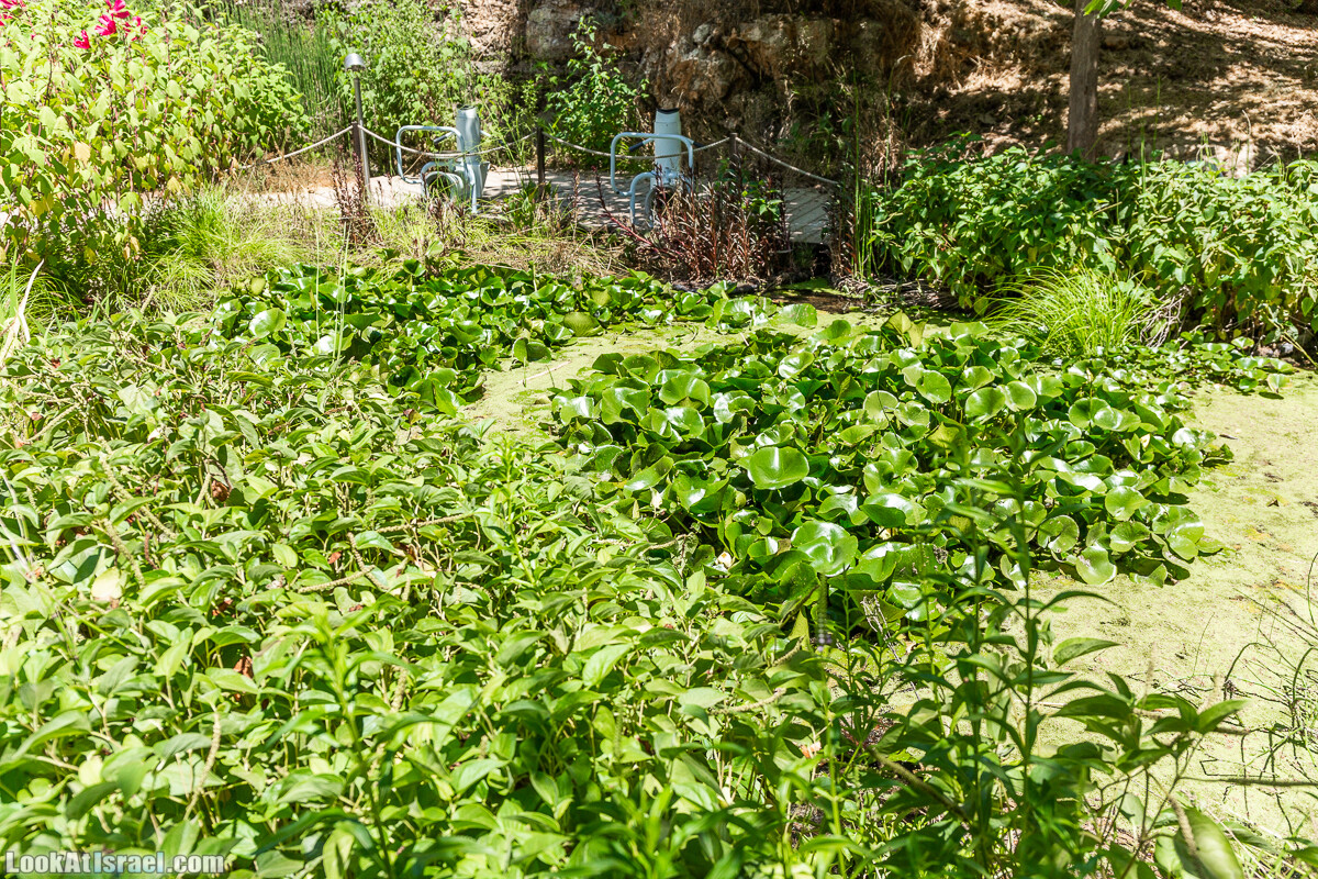  Ботанический сад Иерусалима, лето | קיץ בגן הבוטני ירושלים | LookAtIsrael.com - Фото путешествия по Израилю