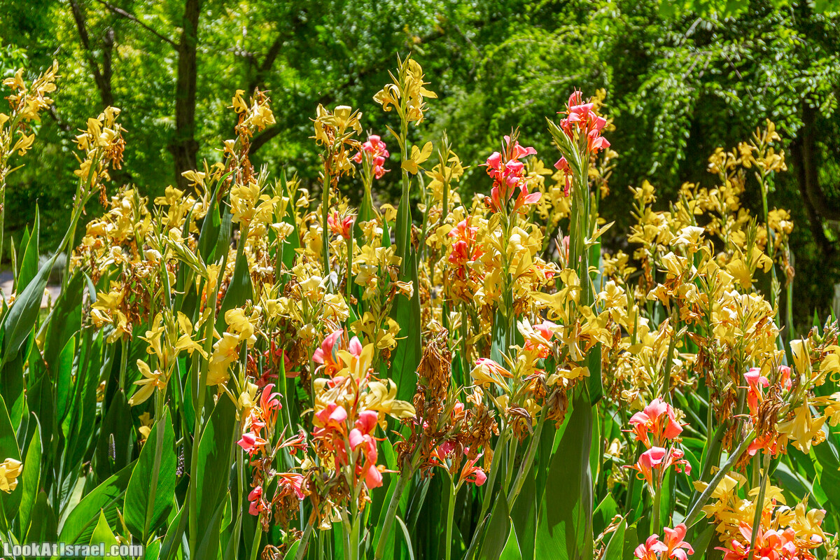  Ботанический сад Иерусалима, лето | קיץ בגן הבוטני ירושלים | LookAtIsrael.com - Фото путешествия по Израилю