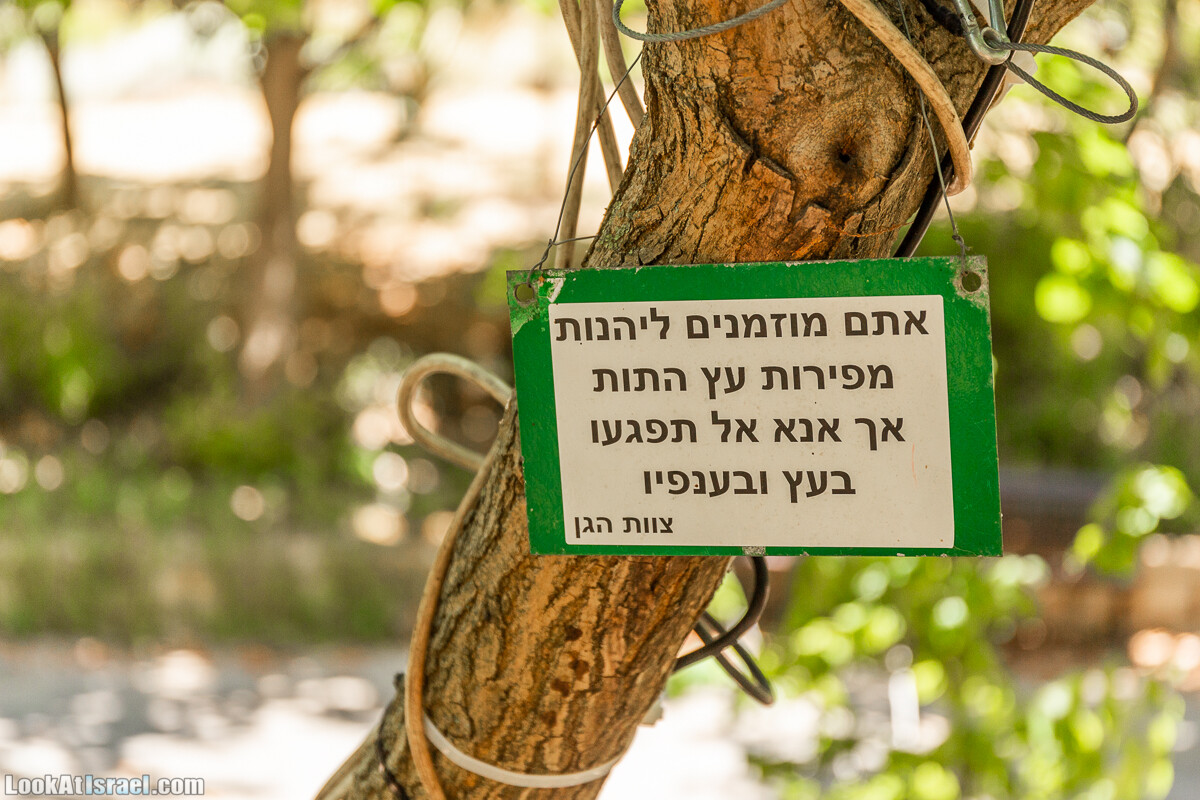  Ботанический сад Иерусалима, лето | קיץ בגן הבוטני ירושלים | LookAtIsrael.com - Фото путешествия по Израилю