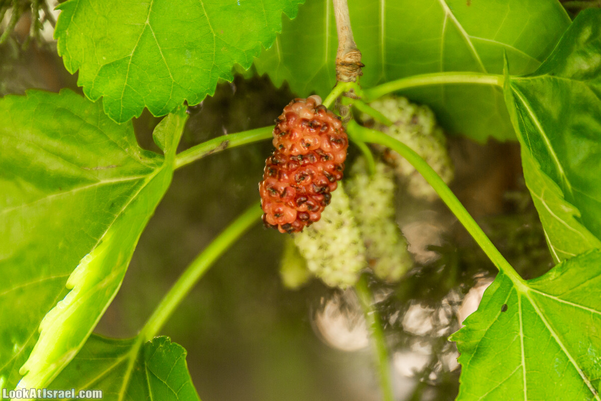  Ботанический сад Иерусалима, лето | קיץ בגן הבוטני ירושלים | LookAtIsrael.com - Фото путешествия по Израилю