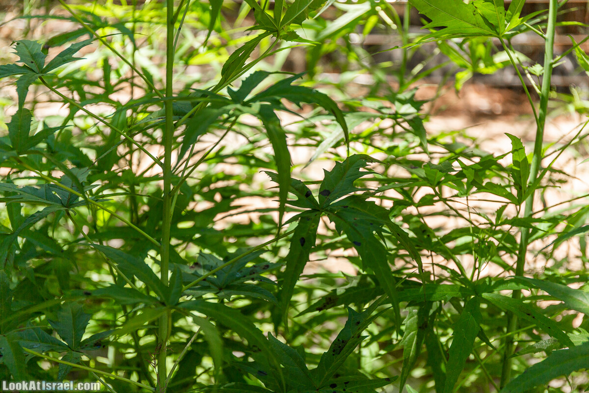  Ботанический сад Иерусалима, лето | קיץ בגן הבוטני ירושלים | LookAtIsrael.com - Фото путешествия по Израилю