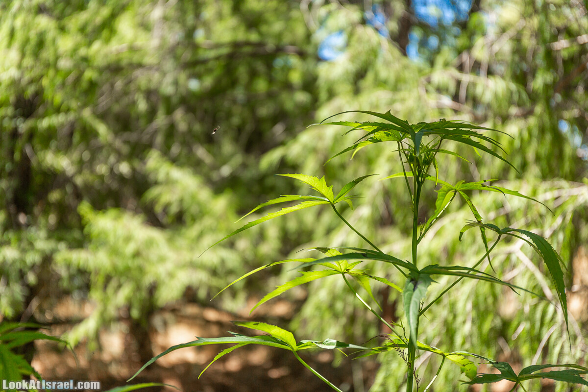  Ботанический сад Иерусалима, лето | קיץ בגן הבוטני ירושלים | LookAtIsrael.com - Фото путешествия по Израилю