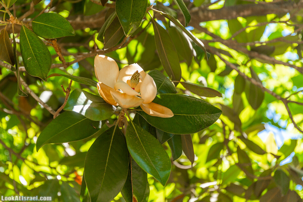  Ботанический сад Иерусалима, лето | קיץ בגן הבוטני ירושלים | LookAtIsrael.com - Фото путешествия по Израилю