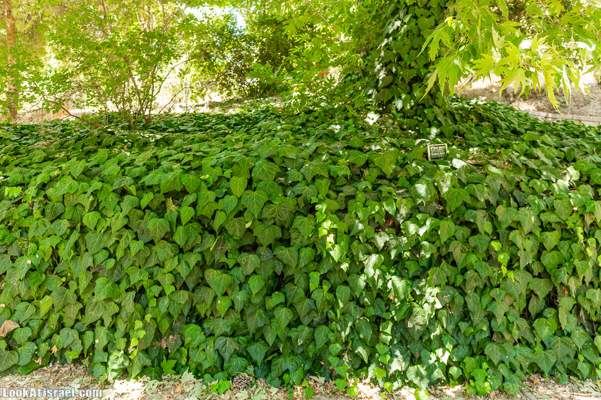  Ботанический сад Иерусалима, лето | קיץ בגן הבוטני ירושלים | LookAtIsrael.com - Фото путешествия по Израилю
