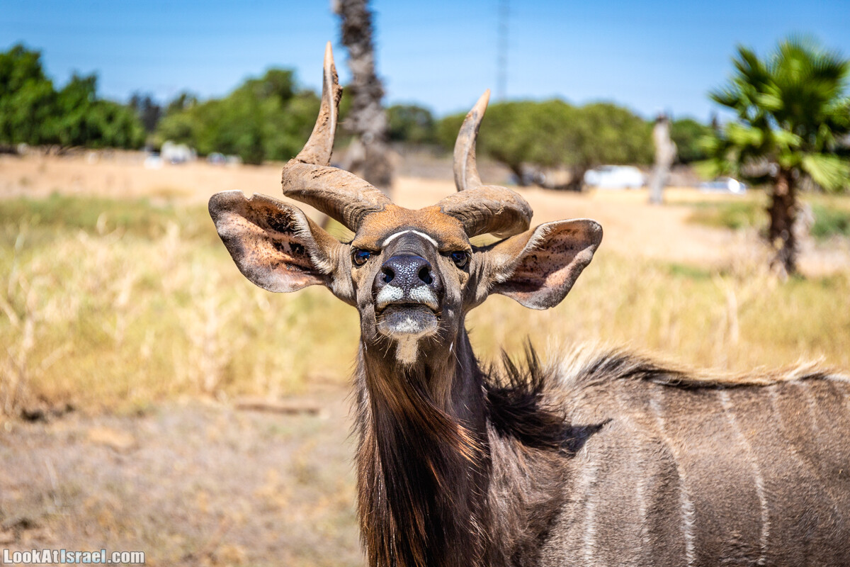 Африканская саванна в городских джунглях