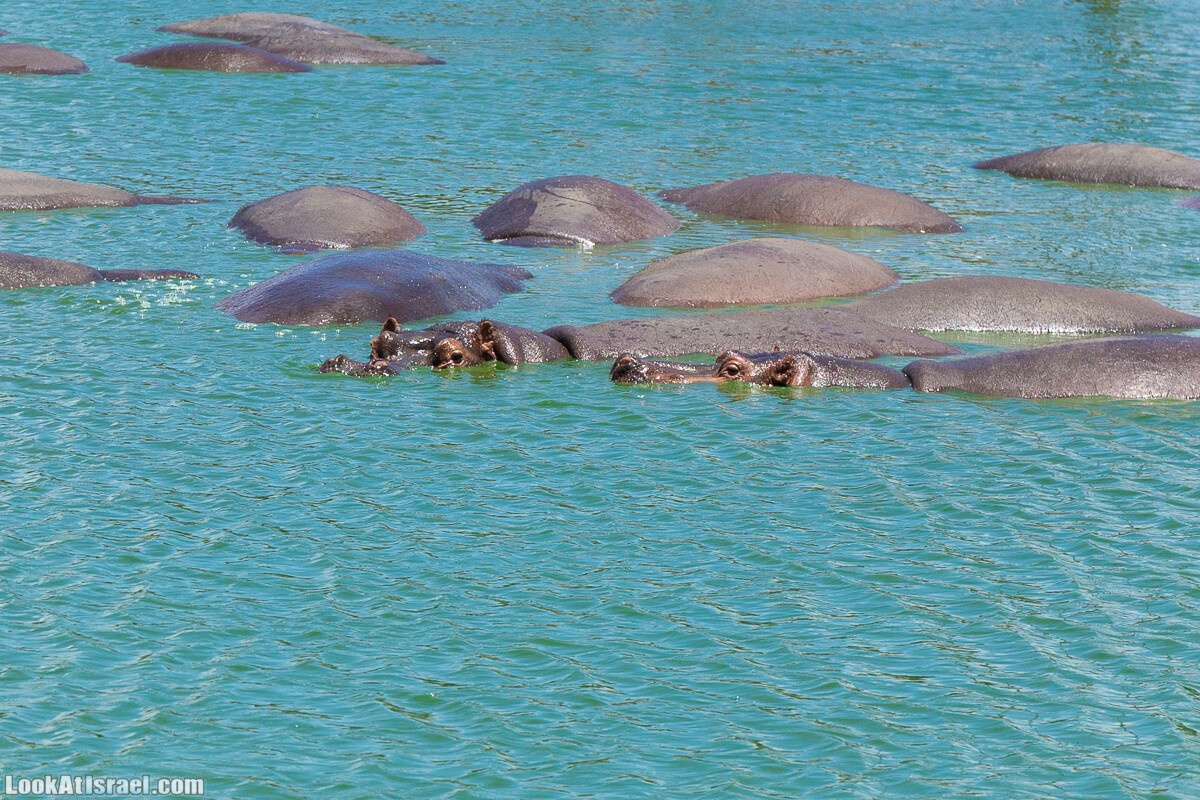 Сафари в Рамат Гане | Ramat Gan Safari | ספארי ברמת גן | LookAtIsrael.com - Фото путешествия по Израилю