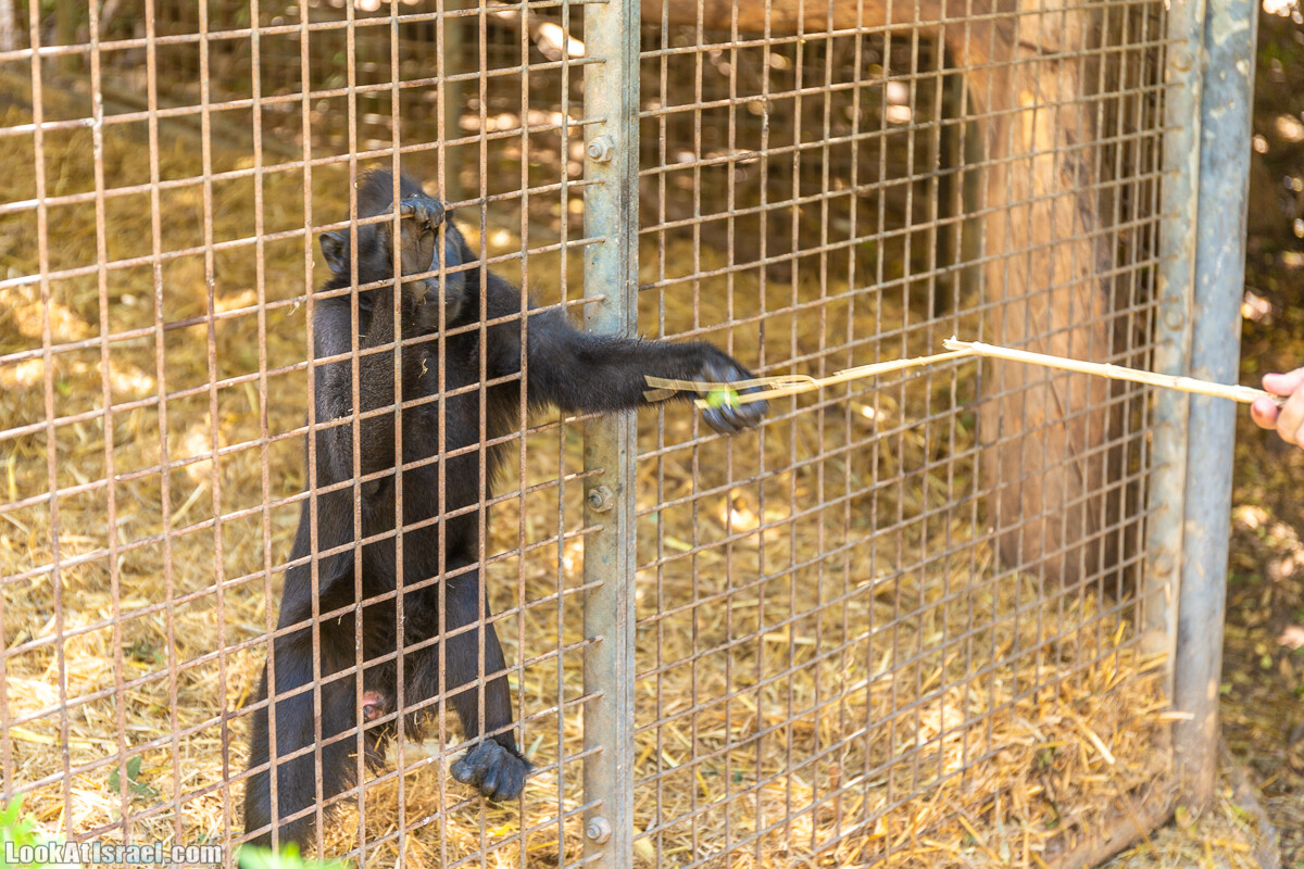 Сафари в Рамат Гане | Ramat Gan Safari | ספארי ברמת גן | LookAtIsrael.com - Фото путешествия по Израилю