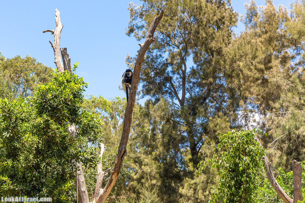 Сафари в Рамат Гане | Ramat Gan Safari | ספארי ברמת גן | LookAtIsrael.com - Фото путешествия по Израилю