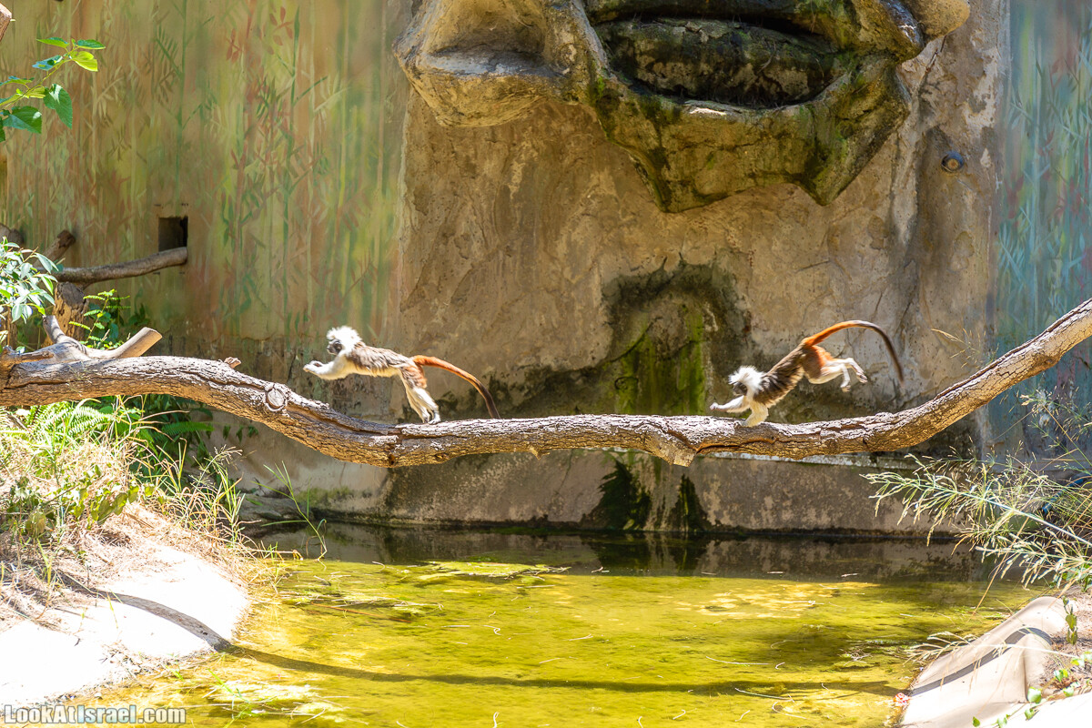 Сафари в Рамат Гане | Ramat Gan Safari | ספארי ברמת גן | LookAtIsrael.com - Фото путешествия по Израилю