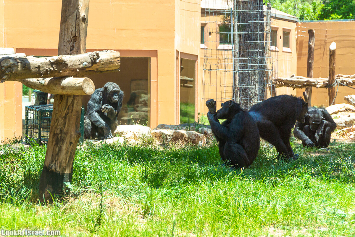 Сафари в Рамат Гане | Ramat Gan Safari | ספארי ברמת גן | LookAtIsrael.com - Фото путешествия по Израилю