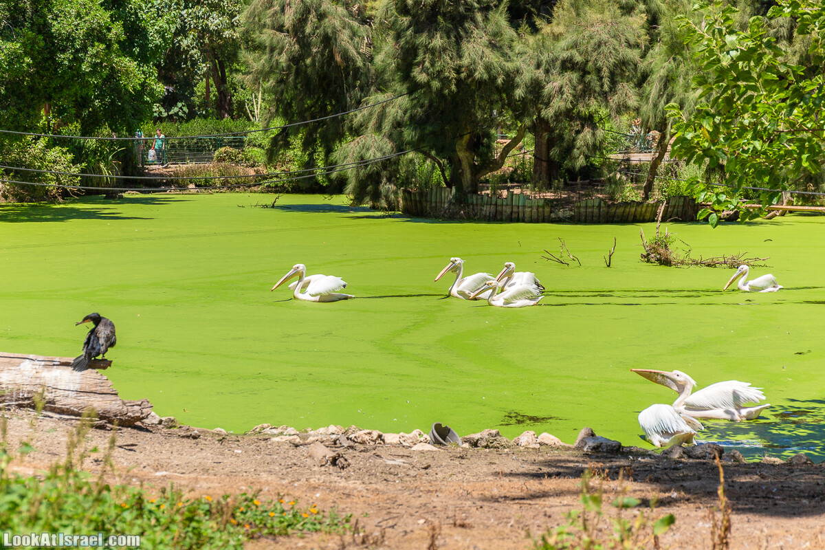 Сафари в Рамат Гане | Ramat Gan Safari | ספארי ברמת גן | LookAtIsrael.com - Фото путешествия по Израилю