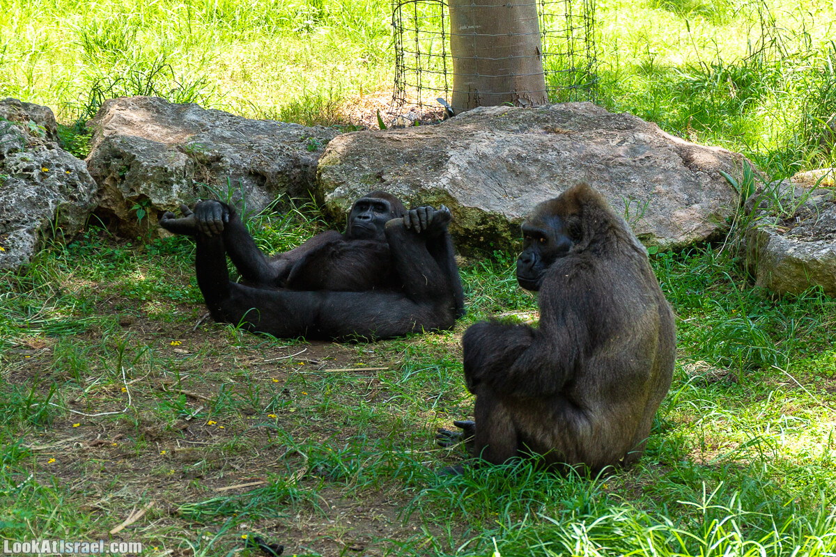 Сафари в Рамат Гане | Ramat Gan Safari | ספארי ברמת גן | LookAtIsrael.com - Фото путешествия по Израилю