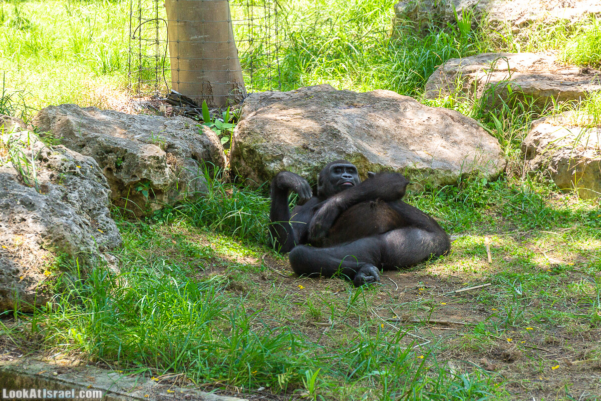 Сафари в Рамат Гане | Ramat Gan Safari | ספארי ברמת גן | LookAtIsrael.com - Фото путешествия по Израилю