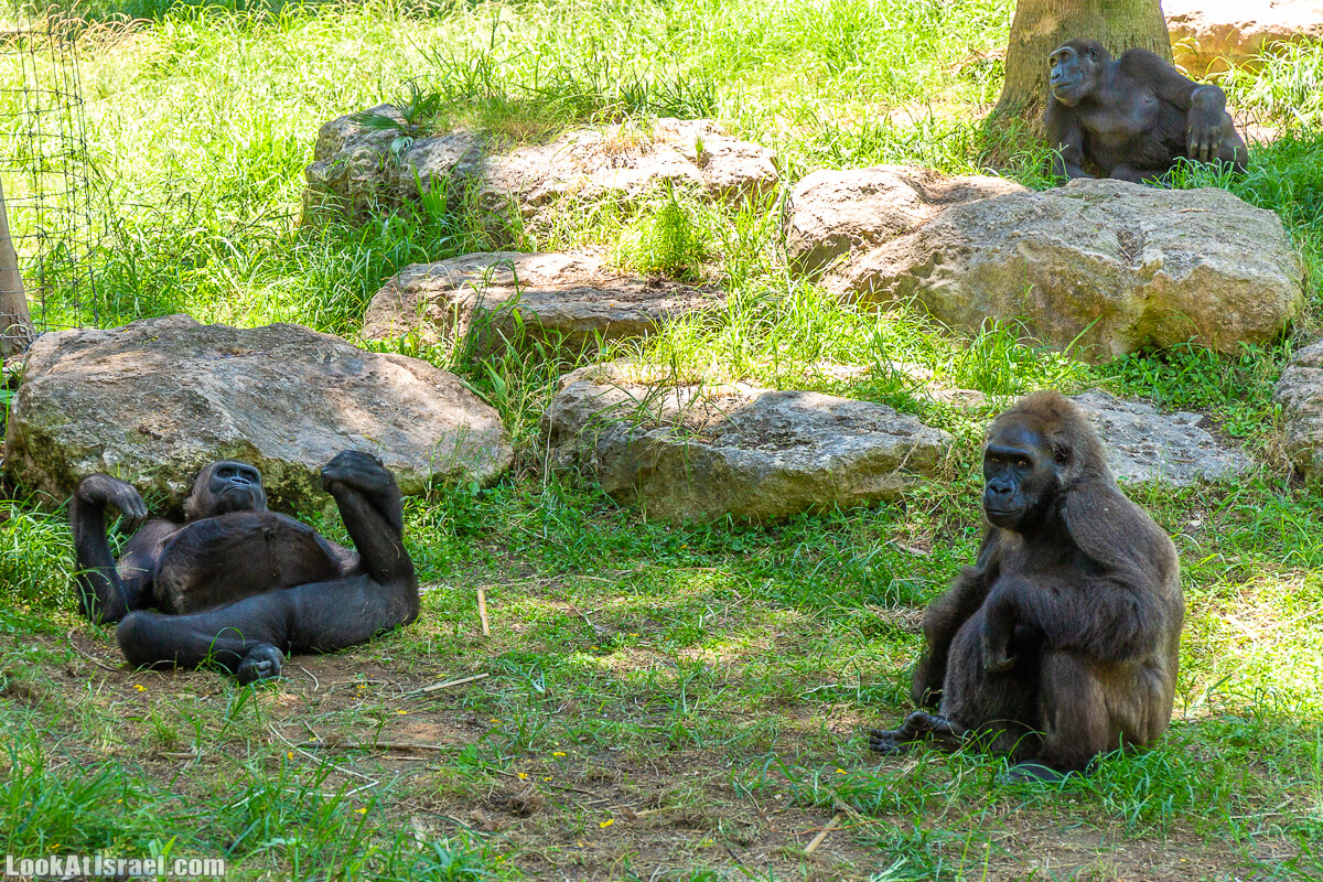 Сафари в Рамат Гане | Ramat Gan Safari | ספארי ברמת גן | LookAtIsrael.com - Фото путешествия по Израилю