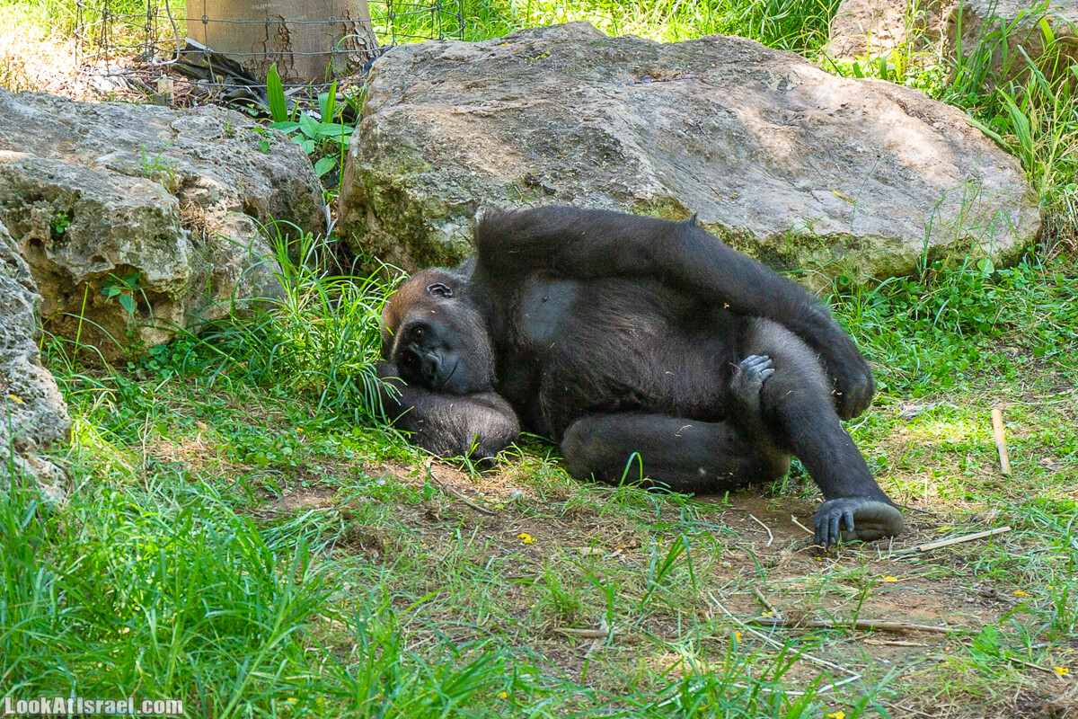 Сафари в Рамат Гане | Ramat Gan Safari | ספארי ברמת גן | LookAtIsrael.com - Фото путешествия по Израилю