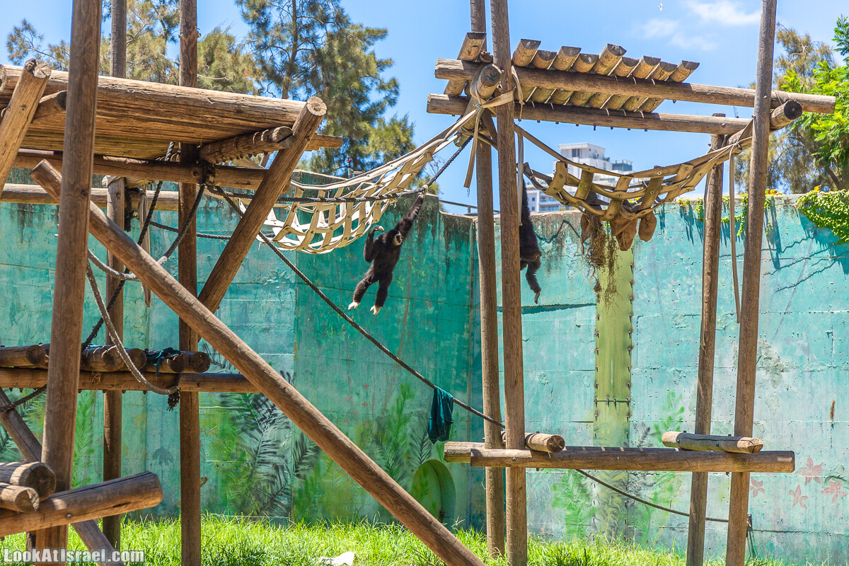 Сафари в Рамат Гане | Ramat Gan Safari | ספארי ברמת גן | LookAtIsrael.com - Фото путешествия по Израилю