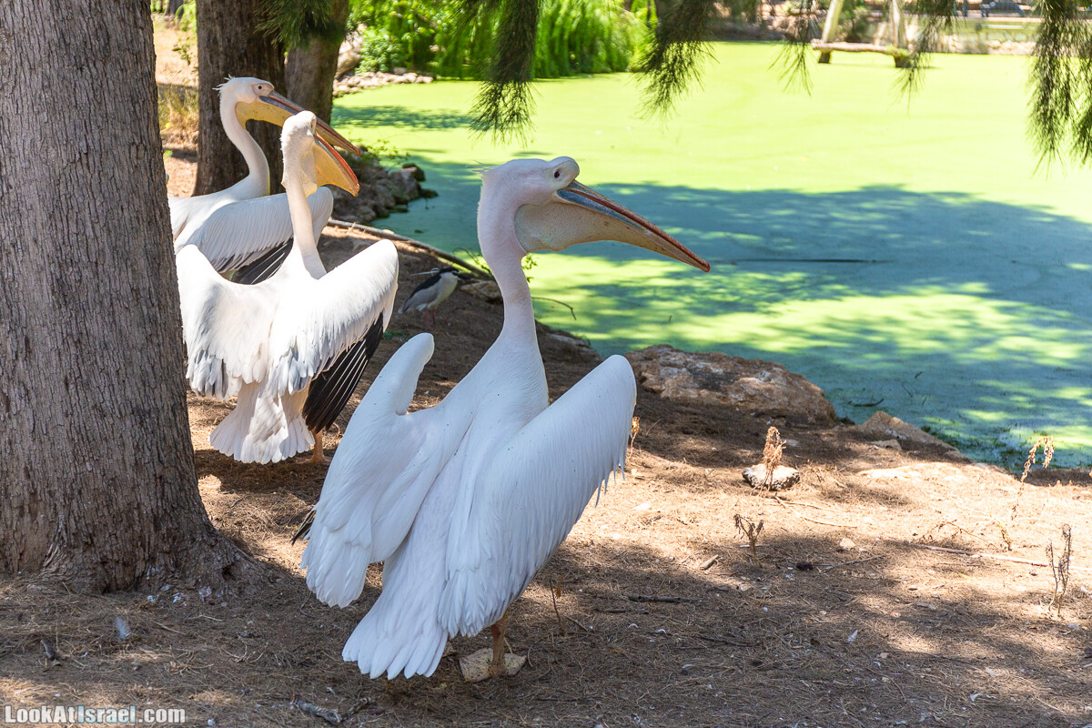 Сафари в Рамат Гане | Ramat Gan Safari | ספארי ברמת גן | LookAtIsrael.com - Фото путешествия по Израилю