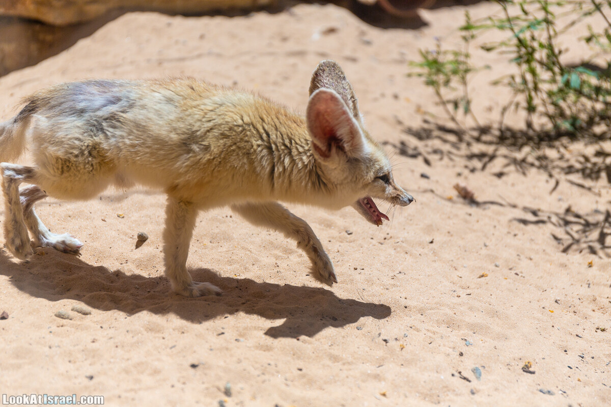 Сафари в Рамат Гане | Ramat Gan Safari | ספארי ברמת גן | LookAtIsrael.com - Фото путешествия по Израилю