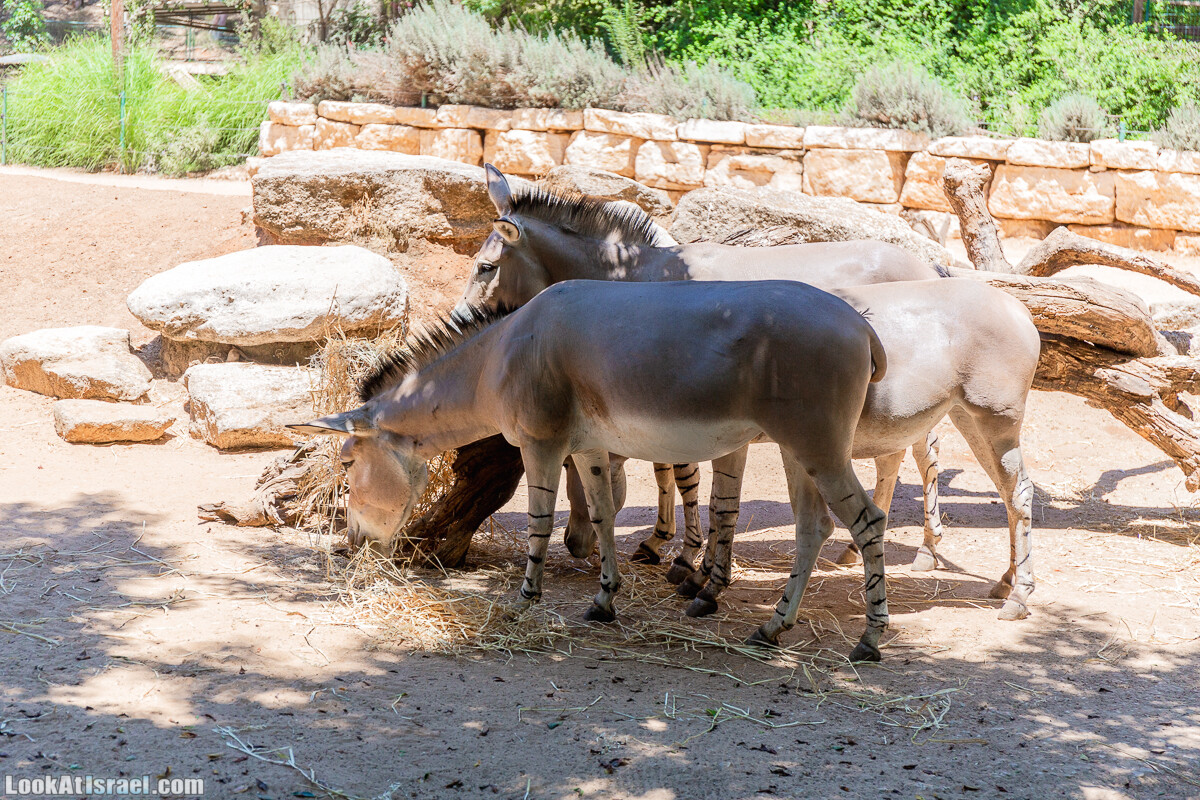 Сафари в Рамат Гане | Ramat Gan Safari | ספארי ברמת גן | LookAtIsrael.com - Фото путешествия по Израилю