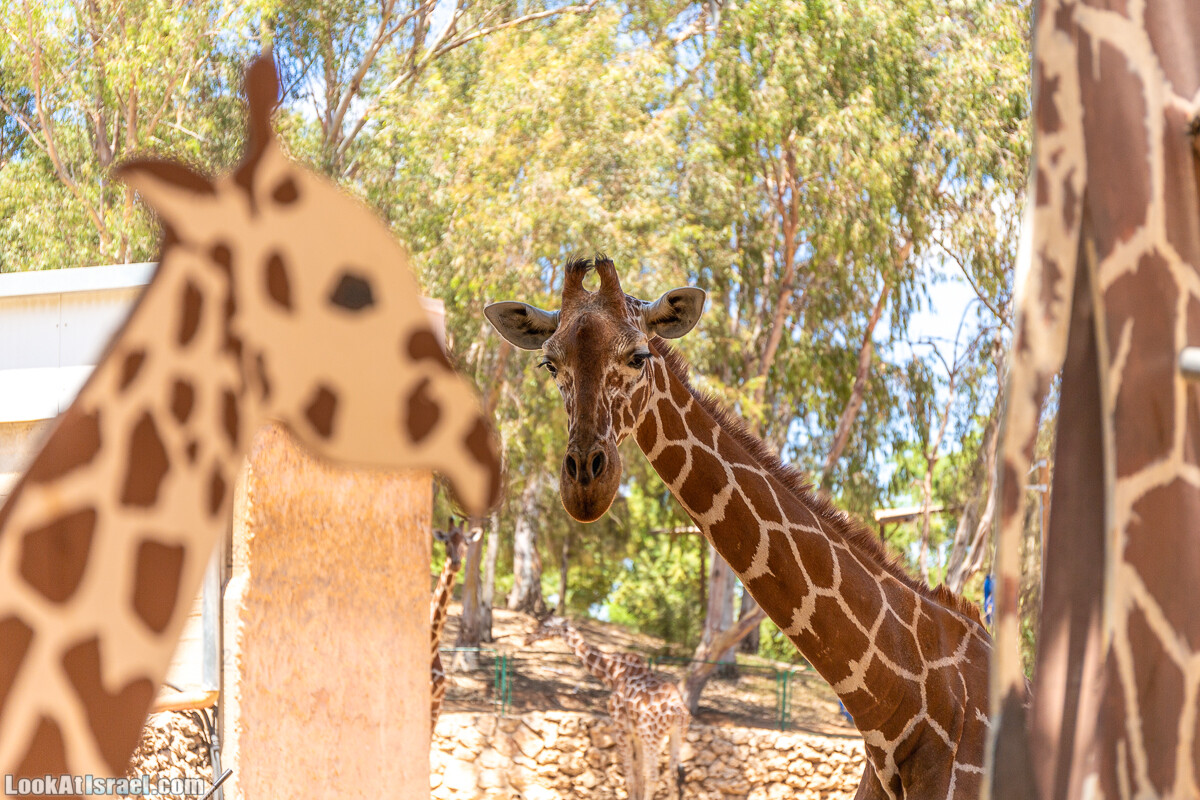 Сафари в Рамат Гане | Ramat Gan Safari | ספארי ברמת גן | LookAtIsrael.com - Фото путешествия по Израилю